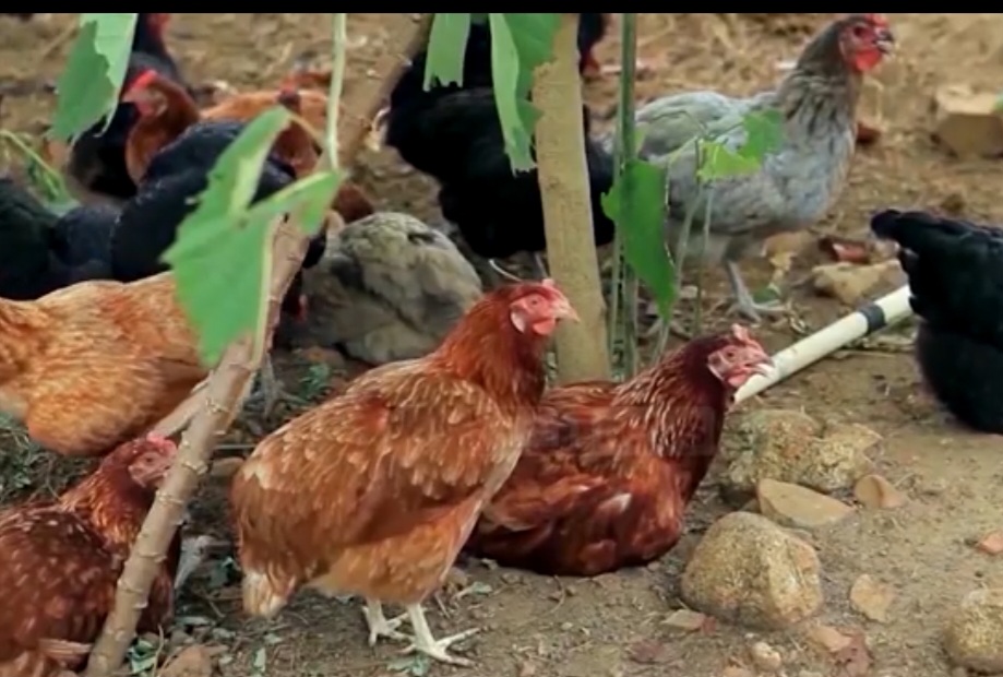 Shqipëria ndalon importin e shpendëve nga 17&nbsp;vende