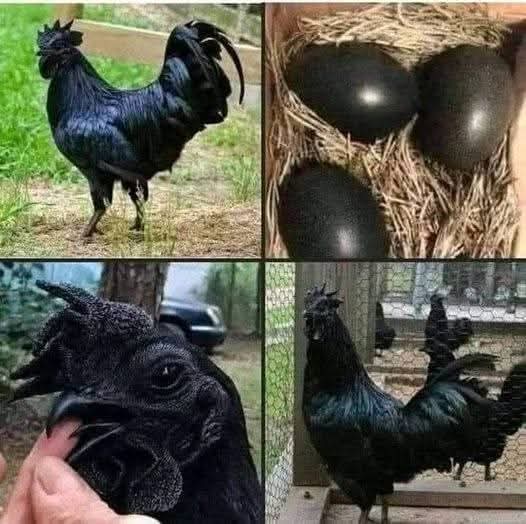 Veza më e shtrenjtë në botë&nbsp;është…