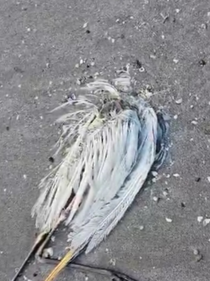 Çfarë po ndodh në bregdet?Dhjetra shpendë të ngordhur,dyshohet për….