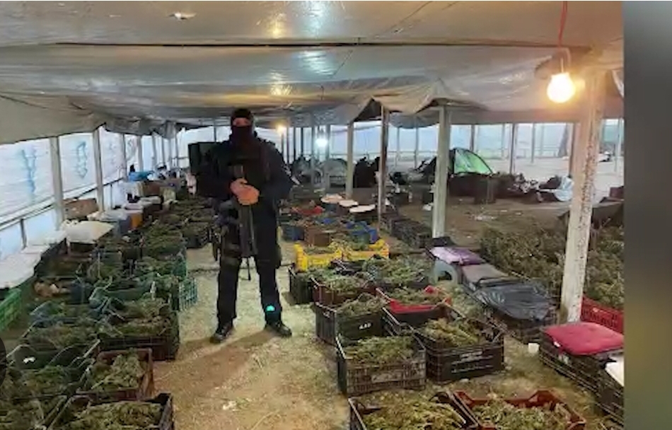 SPAK fal brigadën me 93 gra që punonin në serën e hashashit,ja&nbsp;arsyet