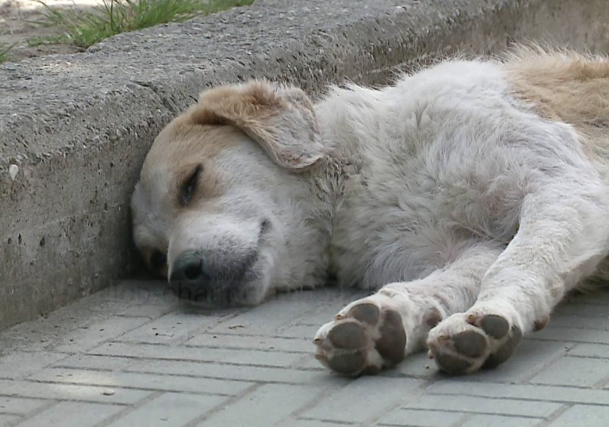 Horror në Korçë,dhunohen dhe helmohen disa kafshë rruge nga një bandë të&nbsp;rinjsh