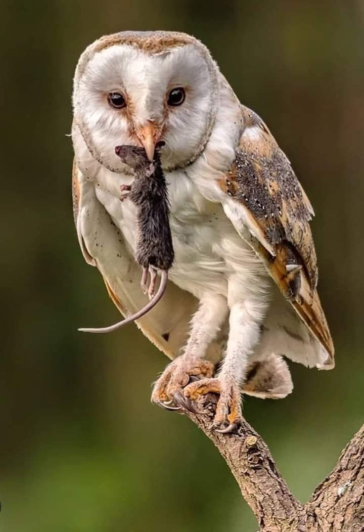 Berisha gati të udhëtojë në SHBA,ja kush e njoftoi&nbsp;vendimin