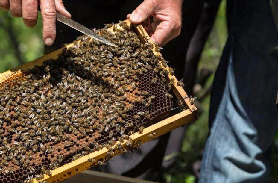 Nga blegtoria,tek bletaria,ja&nbsp;arsyet