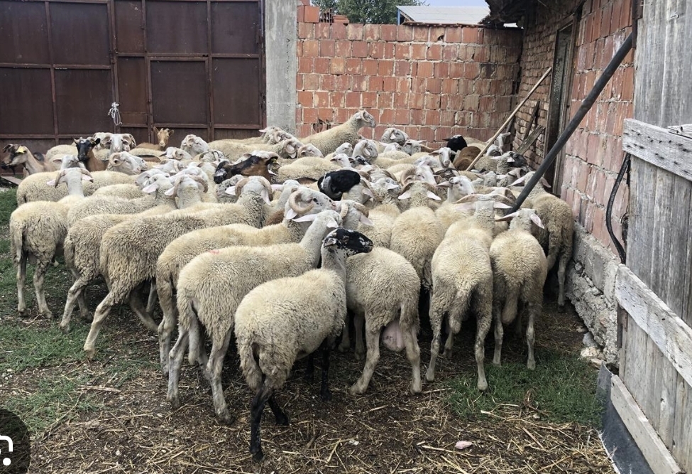 Nami me bagëtitë kontrabandë nga Greqia,arrestohen 4 veterinerë dhe 3&nbsp;tregëtarë