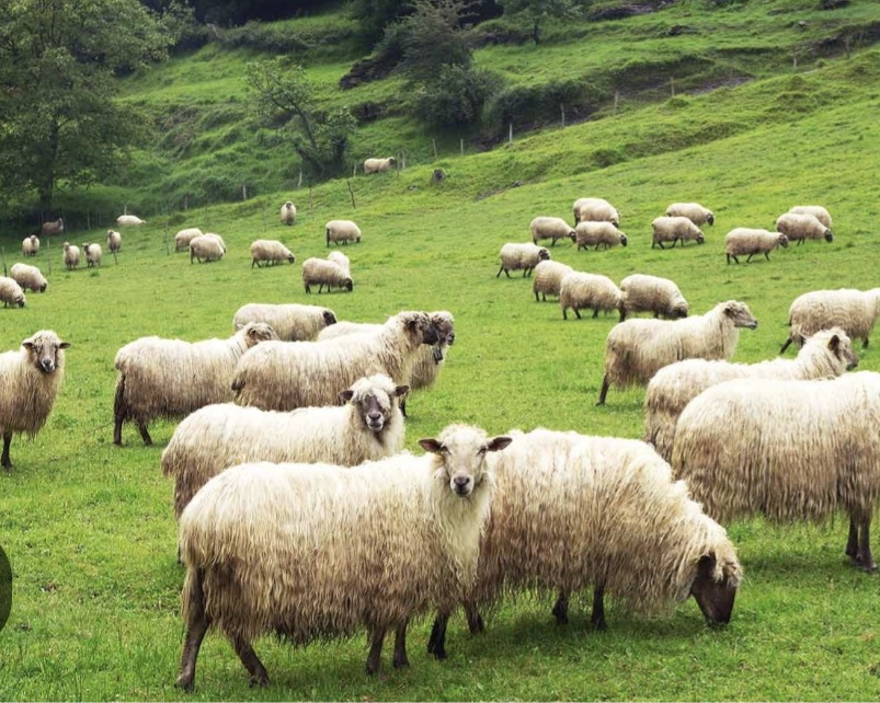 Rrufeja godet për vdekje bariun dhe 20&nbsp;dele