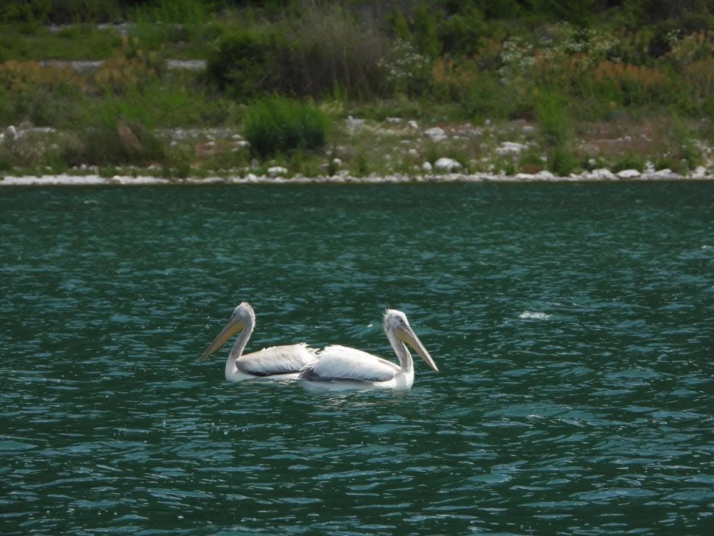 Liqeni i Prespës së Madhe shpëton nga ndotja, gati projekti pët&nbsp;kanalizimet